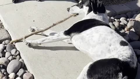 Banjo and Kazooie trying to play with the same stick