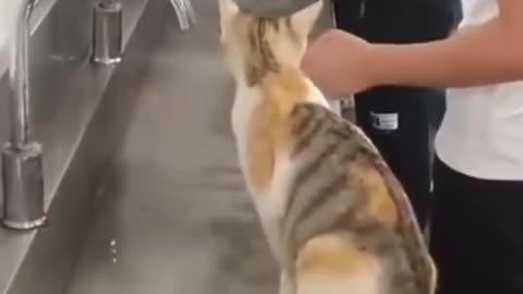 Cats Fashion