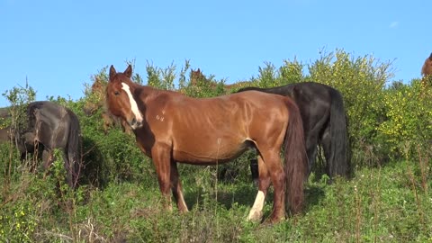 Stallion walks on the field