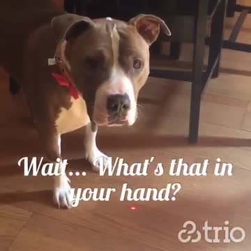 Pit Bull discovers harsh truth about laser pens