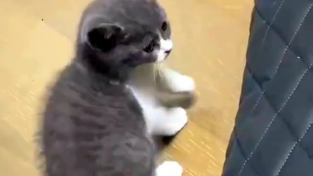 Ooh my noty cat 😂