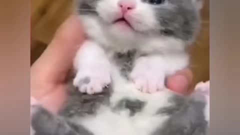 funny cat videos