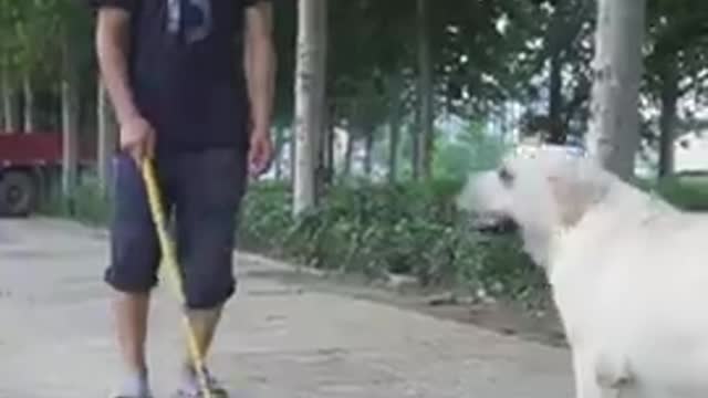 dog-save-blind-man-life-shots-dogsave-youtubeshots