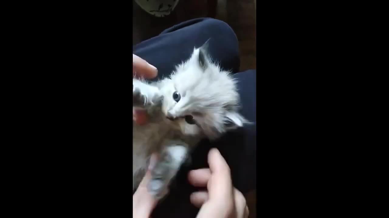 cute kitten