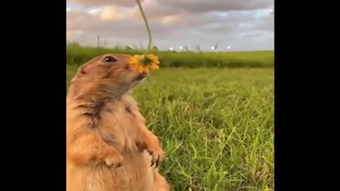 Animals Cute - Funny 09