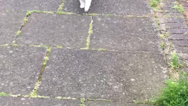 Cat loves to go for walks with her human