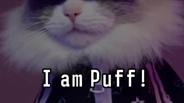 Hugs for puff | cat funny asmr