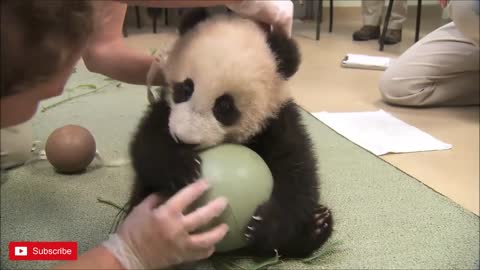 Panda, the cutest baby in the world!