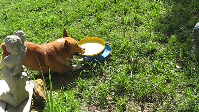 Corgi Earl and stacking frisbees