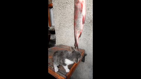 Too big fish for a little kitten