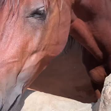 beautiful young Arabian horse
