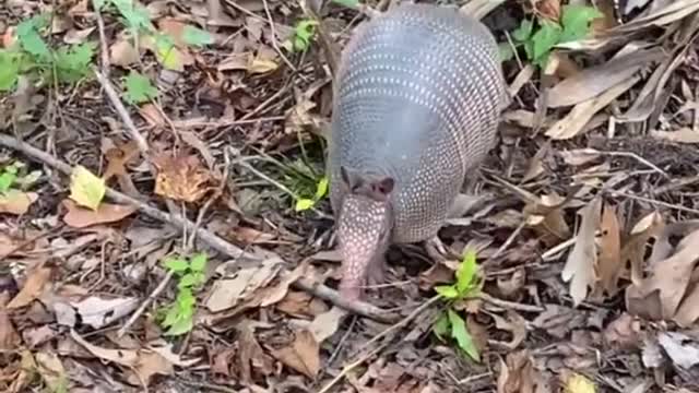 Does anyone know what animal it is?