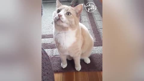 cute cat crazy funny reaction to Toys. pets enjoy