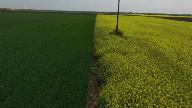 Colza flower field aerial