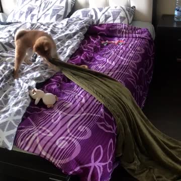 Shiba inu puppy is too angry to his blank