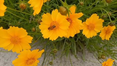 A honeybee that eats honey deliciously in flowers.