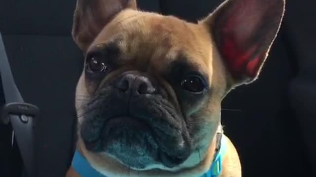 George the Frenchie receives terrible news