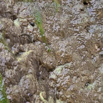 Walking fish waterfall