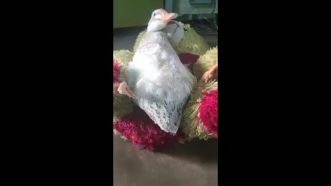 Duck Funny Video 😂🤣 ll My Pet duck funny video ll Funny duck Video
