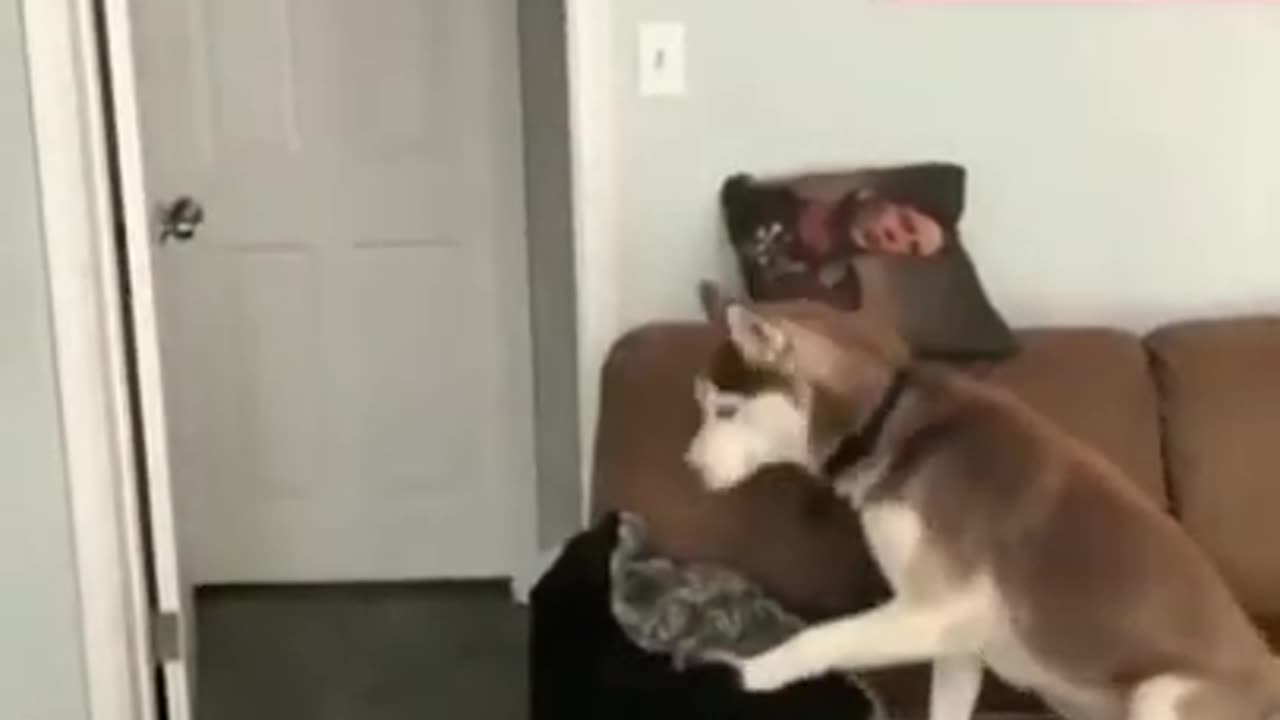 confusing dog