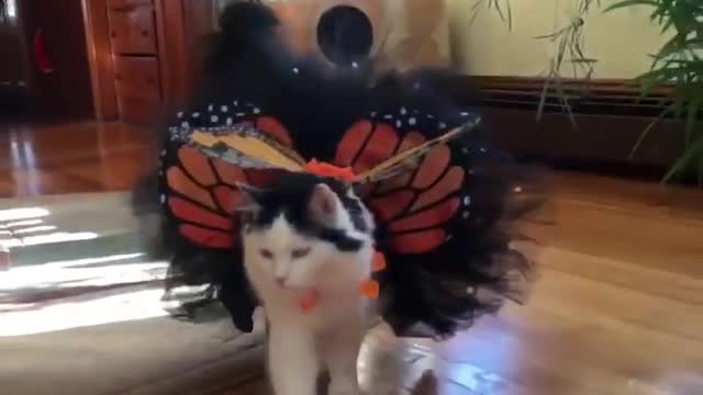 Cat Dressed As Butterfly Ready for Halloween