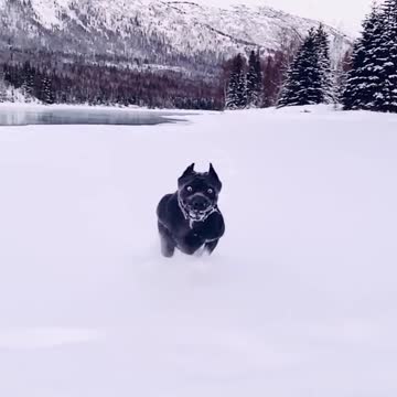 The Black Dog ice runway winter Dog