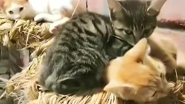 The original straw cat nest.