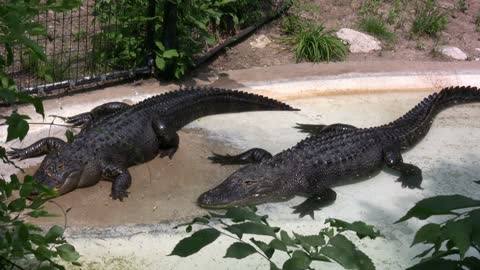 Two Alligators laying in the Sun