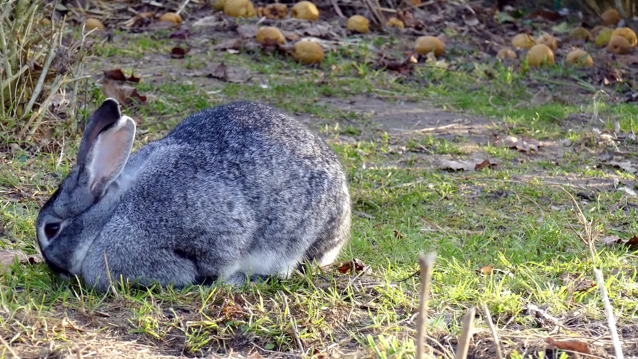 A chinchilla rabbit...!!!