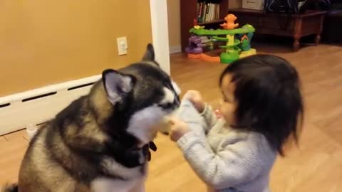 Baby loves Siberian Husky