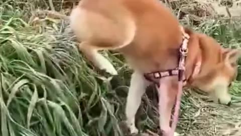 Get ready to laugh with these hilarious funny animal videos