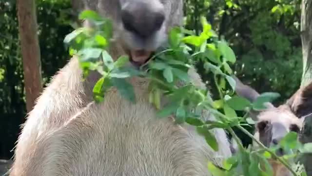 A kangaroo that eats leaves