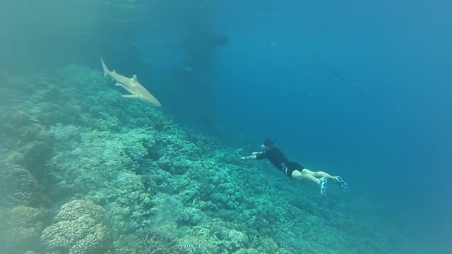 diving with shark, pure adrenaline