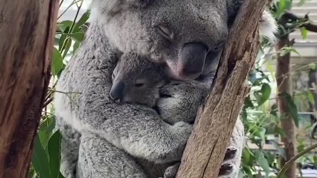 Best video must watch about nature