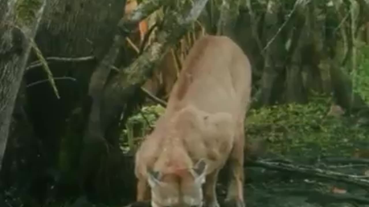 The enchanting sight of a beautiful Panther quenching its thirst