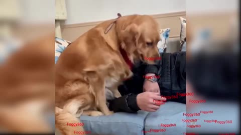 Cute dog playing with me