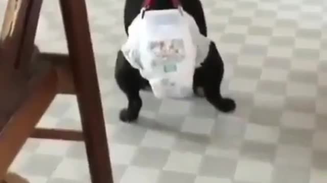 A dog in a paper diaper.