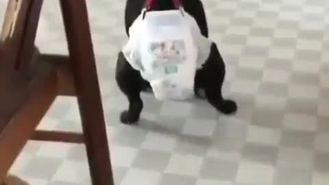 A dog in a paper diaper.