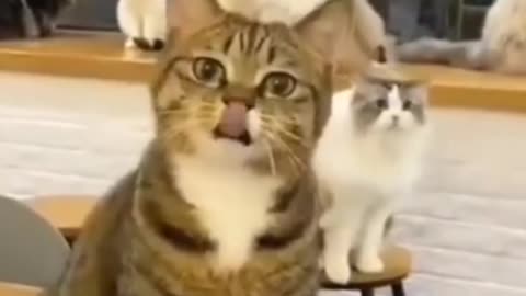 Funny Cat Videos 02