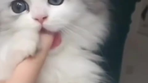 try not to laugh 😂 funny cats!! cute cats and dogs!!