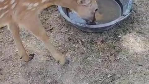 Sika deer drinking water