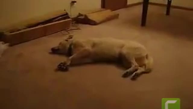 Funny dogs dream dogs - Nightmares of dogs