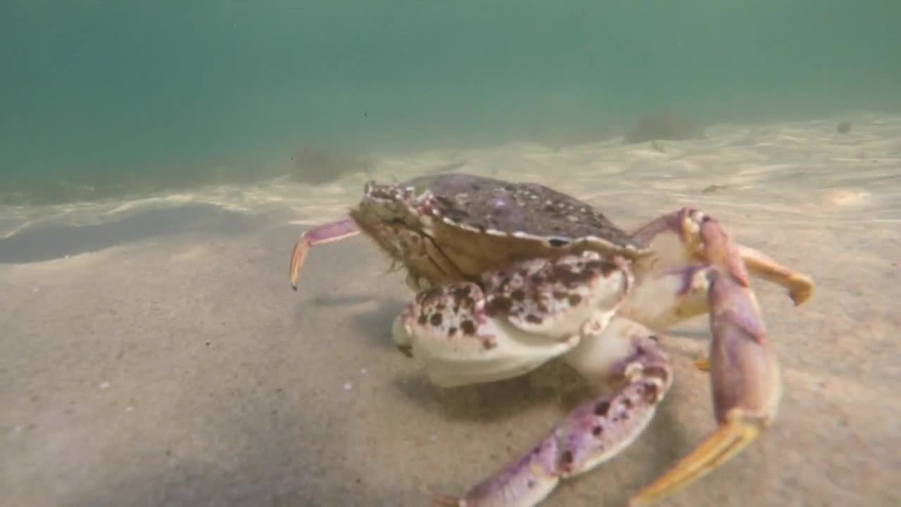 Underwater Shot Of Atlantic Crab On The Ocean Floor