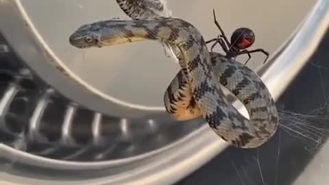 look at the fight between the snake and the spider