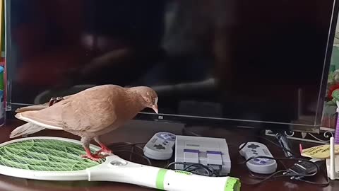 A bird entered my apartment and walked around