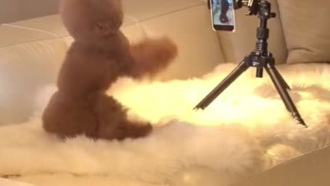 This dog is so talented🤣