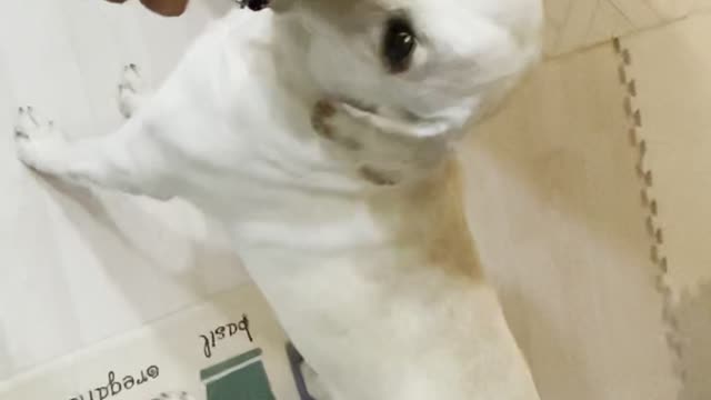 Our Spring Labrador Retriever