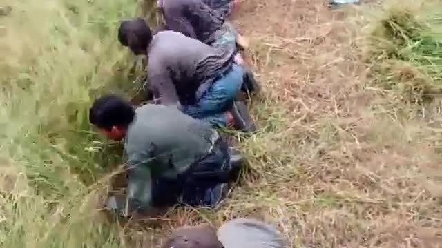 Traditional village grass cutting event