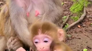 Baby monkey enjoys sucking fingers