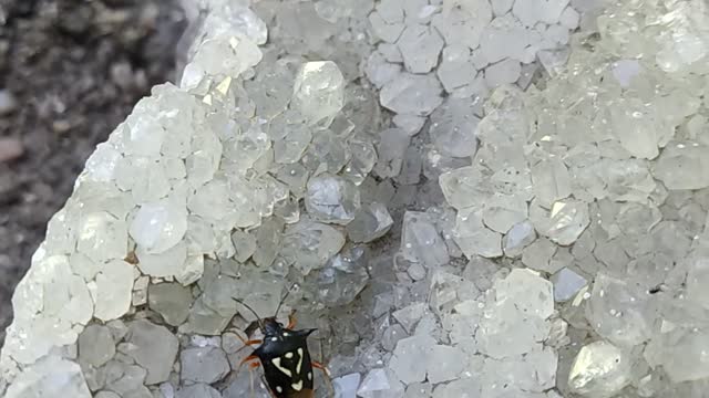 horned insect brasilian